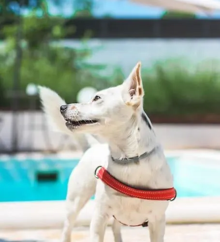 Kuca Za Odmor Laurus S Bazenom