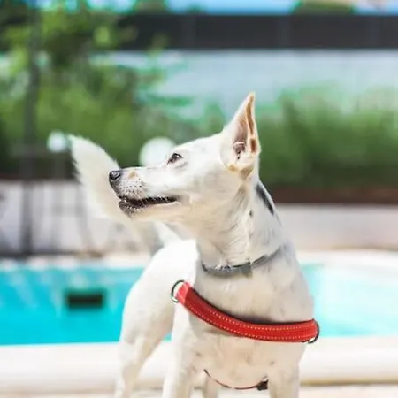 Kuca Za Odmor Laurus S Bazenom